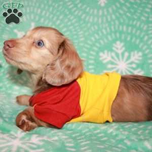 Frankie Blue eyes, Dachshund Puppy